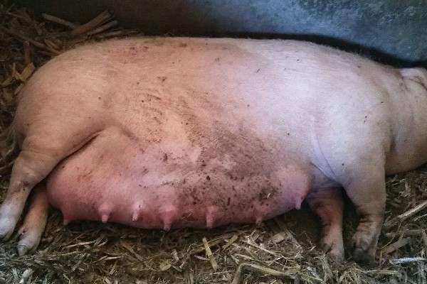 母猪下崽前有哪些症状,腹部会迅速增大并且下垂