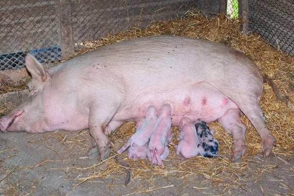 母猪下崽前有哪些症状,腹部会迅速增大并且下垂