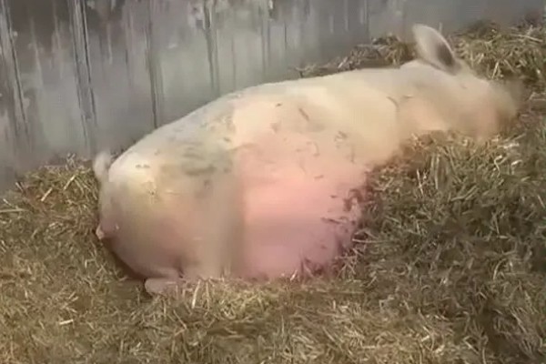 母猪下崽前有哪些症状,腹部会迅速增大并且下垂