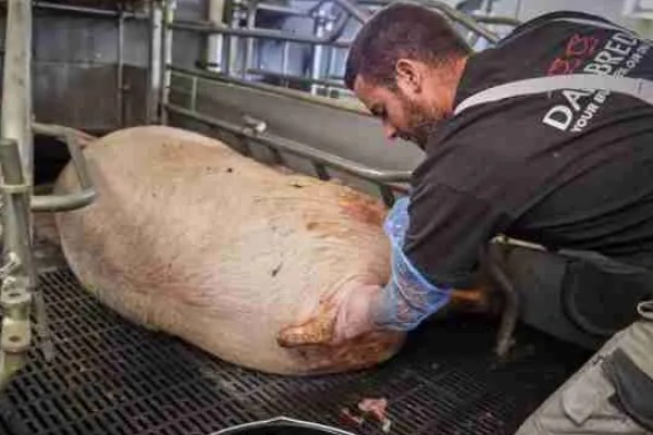 母猪下崽前有哪些症状,腹部会迅速增大并且下垂