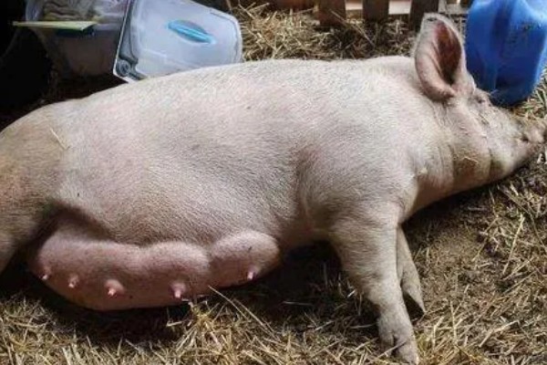 母猪下崽前有哪些症状,腹部会迅速增大并且下垂