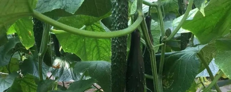 黄瓜叶枯病发病规律，湿度大易诱发本病发生