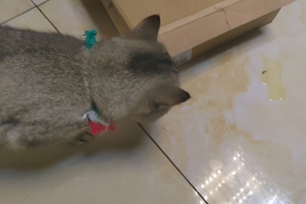 猫咪的坏习惯，会随地乱尿