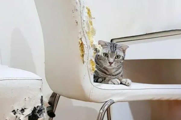 猫咪的坏习惯，会随地乱尿
