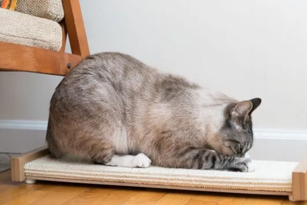 猫咪的坏习惯，会随地乱尿