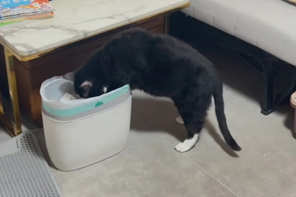 猫咪的坏习惯，会随地乱尿