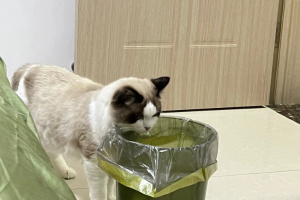 猫咪的坏习惯，会随地乱尿