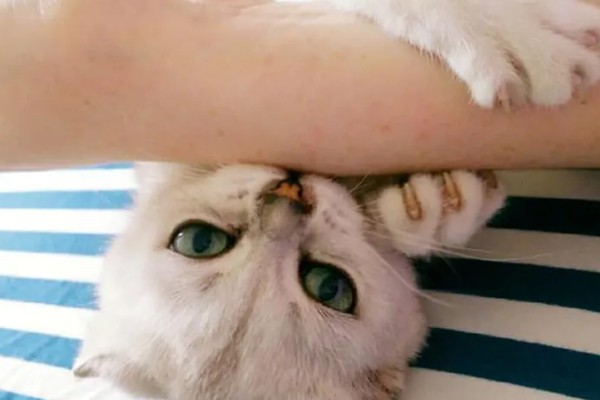 猫咪的坏习惯，会随地乱尿