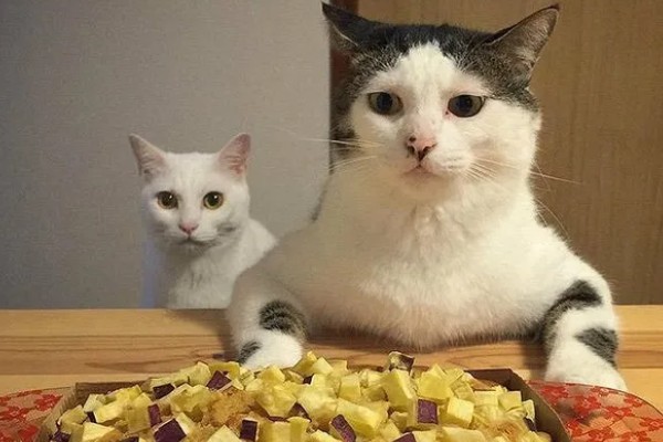 猫咪的坏习惯，会随地乱尿