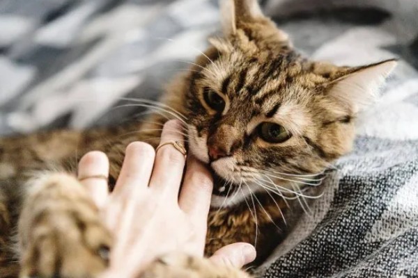 猫咪的坏习惯，会随地乱尿