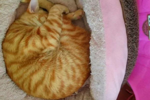 猫咪的坏习惯，会随地乱尿