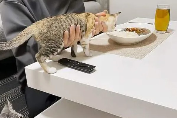 猫咪的坏习惯，会随地乱尿