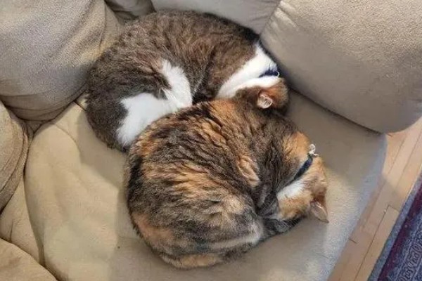 猫咪的坏习惯，会随地乱尿