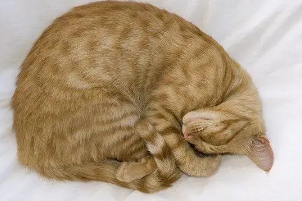 猫咪的坏习惯，会随地乱尿