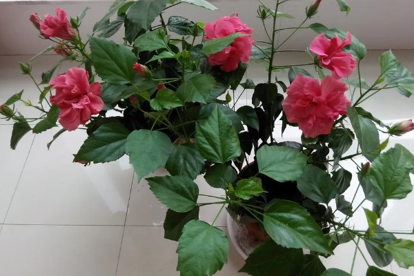 扶桑花移栽后如何养护，要保持适宜的光照条件