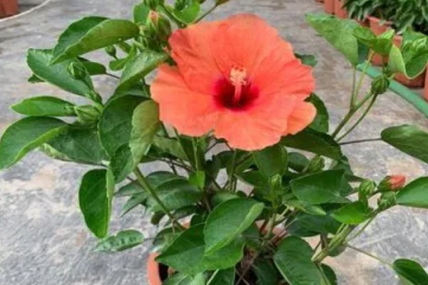 扶桑花移栽后如何养护，要保持适宜的光照条件