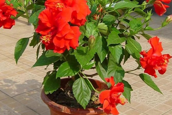 扶桑花移栽后如何养护，要保持适宜的光照条件