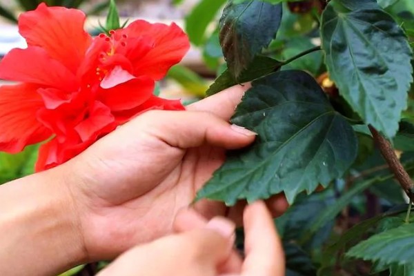 扶桑花移栽后如何养护，要保持适宜的光照条件