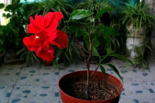 扶桑花移栽后如何养护，要保持适宜的光照条件