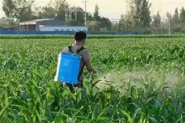草甘膦和百草枯能混用吗，二者是不可混用的