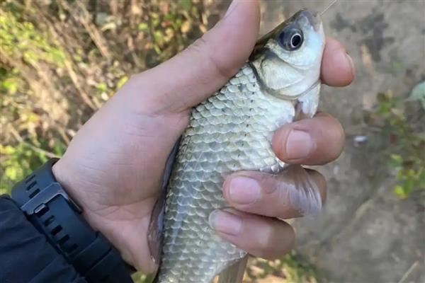 鲫鱼用pe线做子线好不好