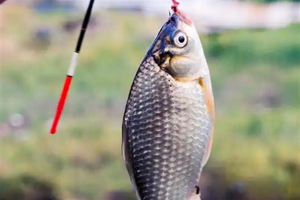 鲫鱼用pe线做子线好不好