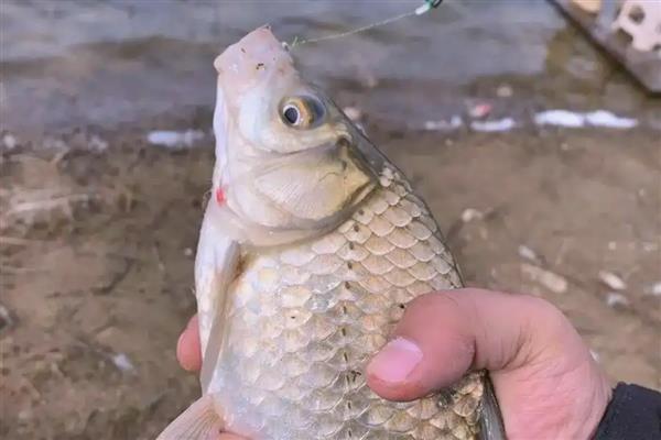 鲫鱼用pe线做子线好不好