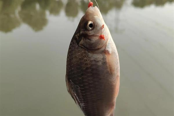 鲫鱼用pe线做子线好不好