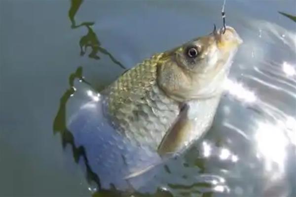 鲫鱼用pe线做子线好不好