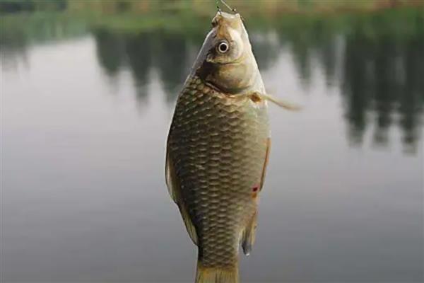 鲫鱼用pe线做子线好不好