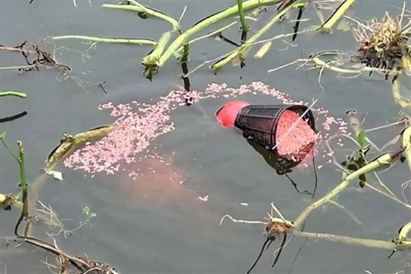 八月钓鱼技巧,首选钓点是树荫下