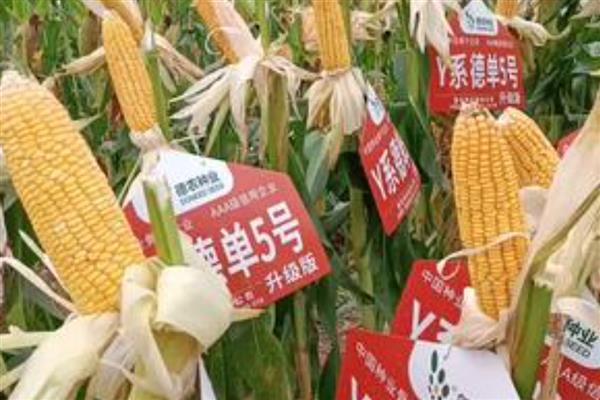 德单5号玉米种简介,籽粒黄色马齿型