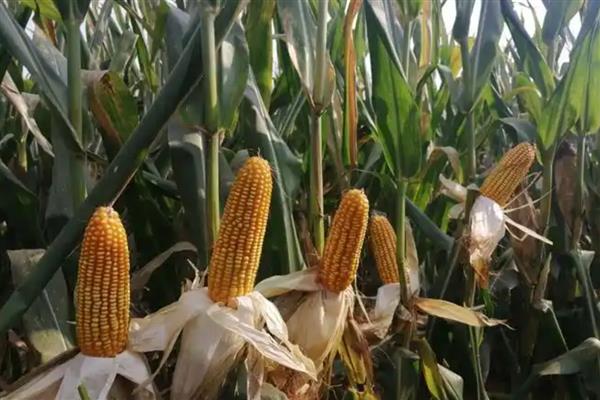 德单5号玉米种简介,籽粒黄色马齿型