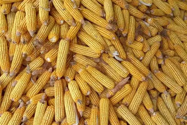 德单5号玉米种简介,籽粒黄色马齿型