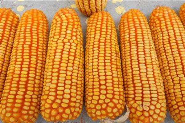 德单5号玉米种简介,籽粒黄色马齿型