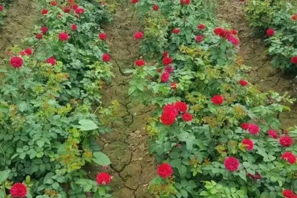 九朵玫瑰的花语，寓意相爱长久、终生相爱等