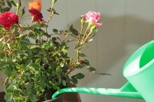 九朵玫瑰的花语，寓意相爱长久、终生相爱等