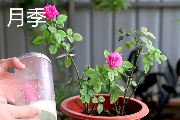九朵玫瑰的花语，寓意相爱长久、终生相爱等