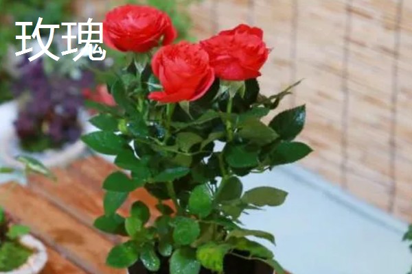 九朵玫瑰的花语，寓意相爱长久、终生相爱等
