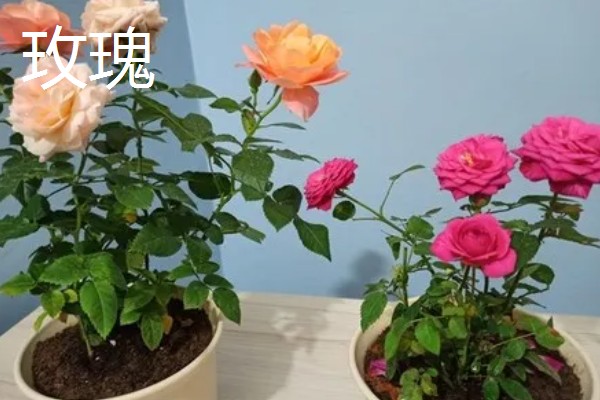 九朵玫瑰的花语，寓意相爱长久、终生相爱等