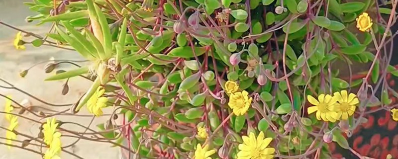 黄花新月的养殖方法,生长适温在15-28℃