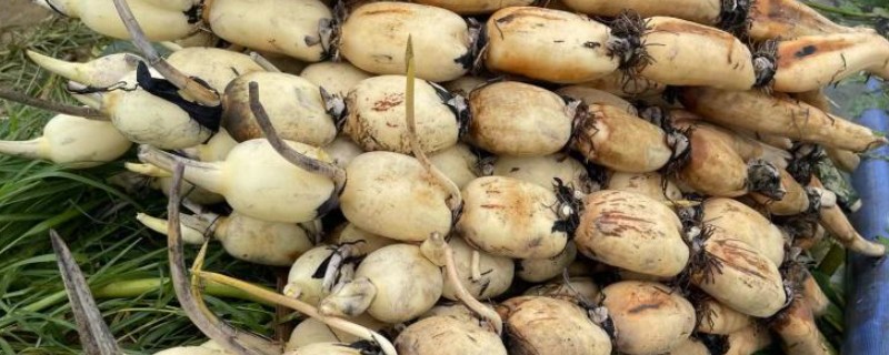 莲藕怎么施加专用肥，通常作为基肥使用