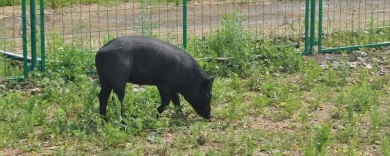 黑猪的品种介绍,常见的有莱芜黑猪、东北民猪等