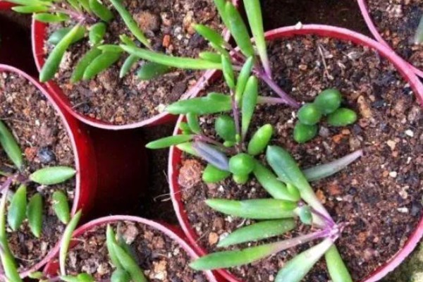 黄花新月的养殖方法，生长适温在15-28℃