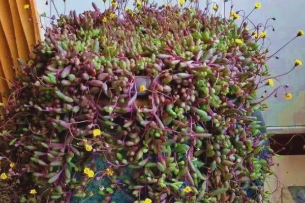 黄花新月的养殖方法，生长适温在15-28℃