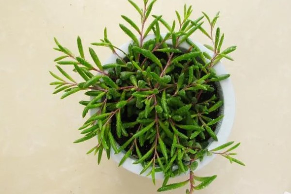 黄花新月的养殖方法，生长适温在15-28℃