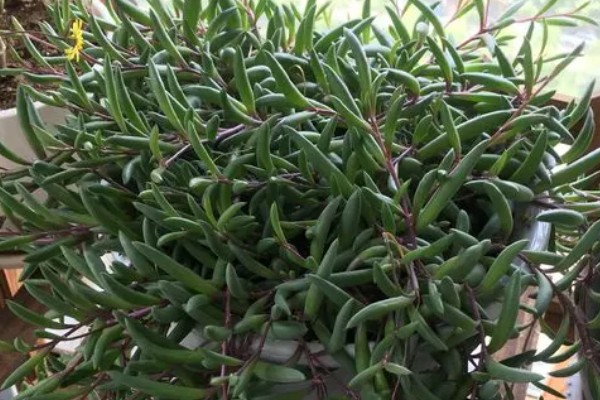 黄花新月的养殖方法，生长适温在15-28℃