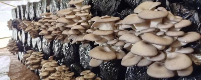 冬季适宜接种的平菇,推荐广温偏低型平菇