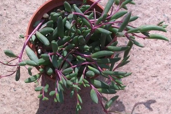 黄花新月的养殖方法，生长适温在15-28℃