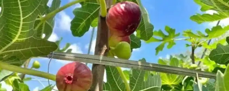 无花果夏季的扦插方法，选择瓦盆或陶盆种植